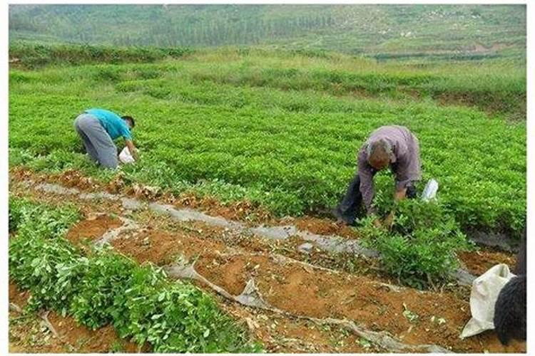 番茄结果后每次每亩冲水溶肥几斤