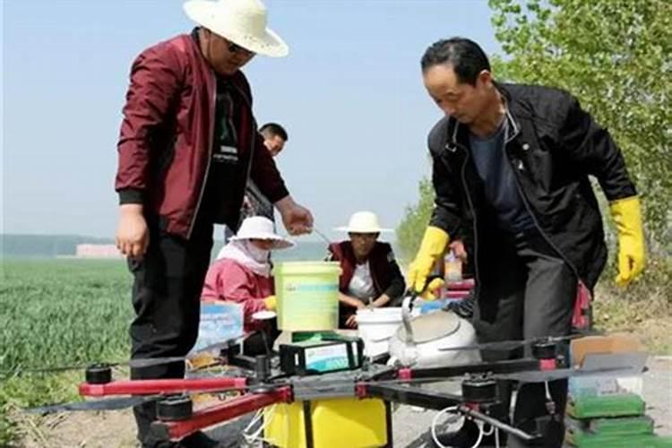 百香果初花期用3个15复合肥兑水冲施,请问比例是多少？