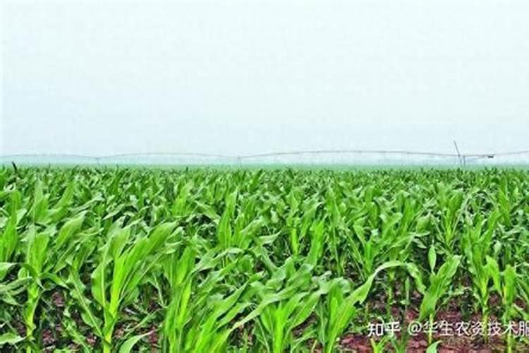 多效唑拌尿素可以施肥水稻吗