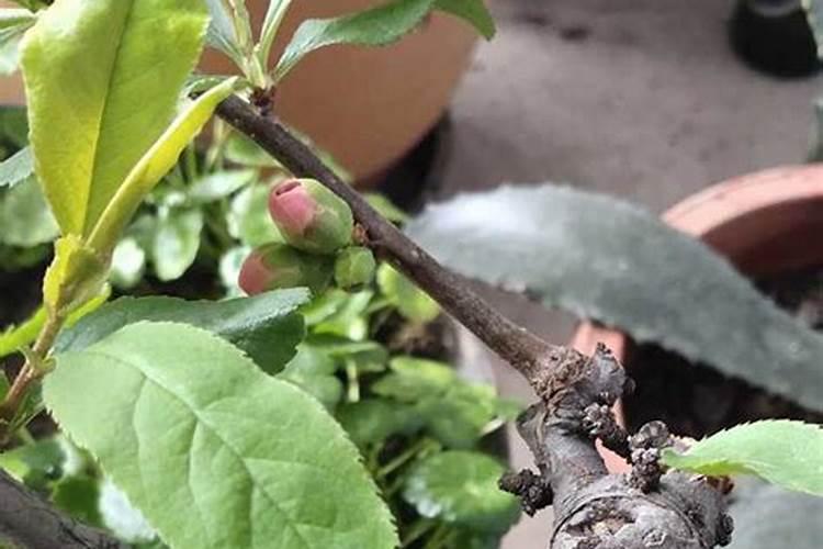 怎样提高以肥防虫的效果？