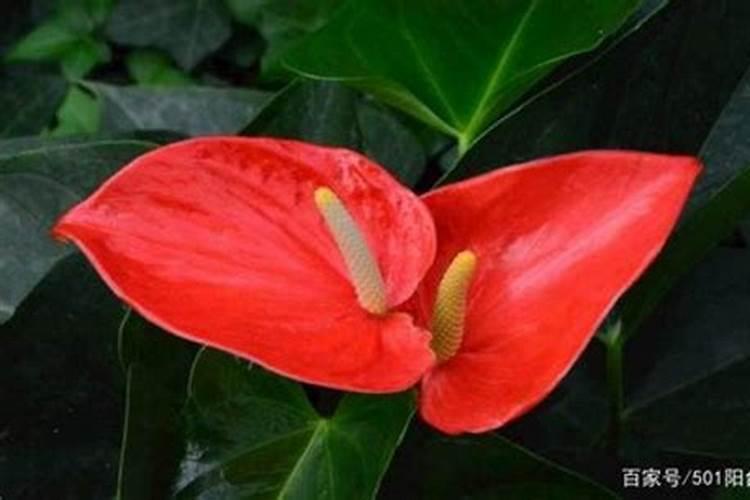 花烛怎么养