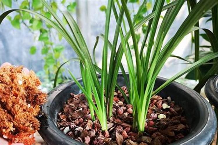 扦插的菊花苗床下雨天施磷肥受影响吗