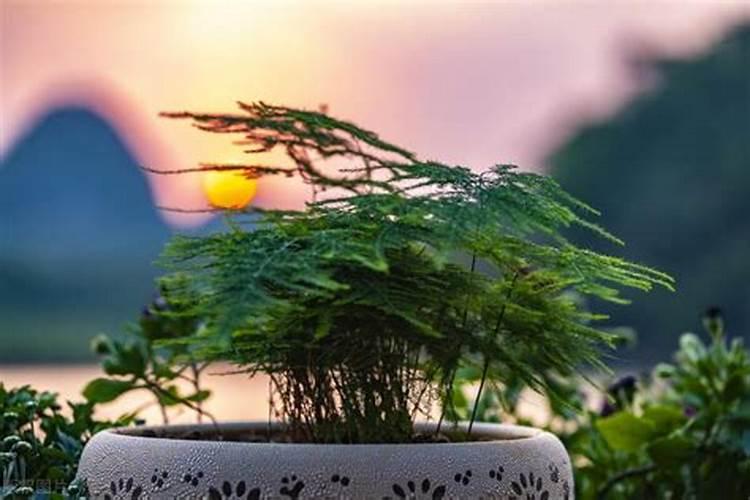 养花复合肥哪种好些 复合肥哪种好
