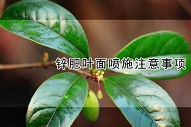 辣椒用什么肥料才能高产？