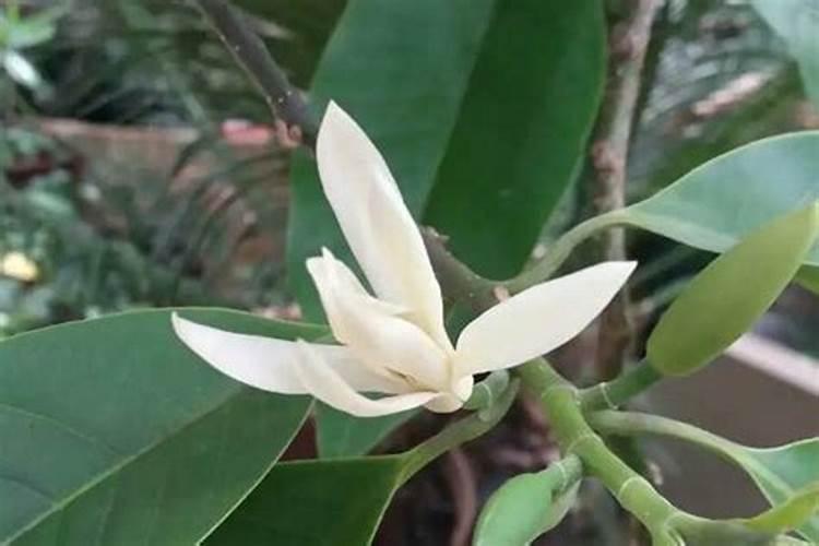 秋季如何养白兰花