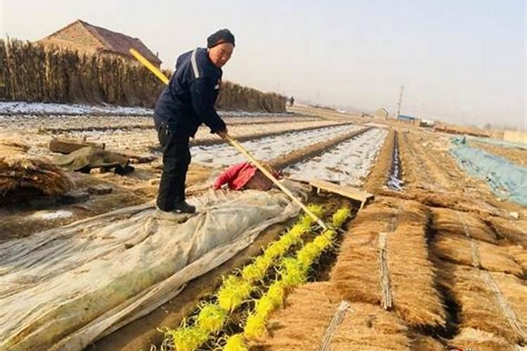 韭黄的种植方法是什么