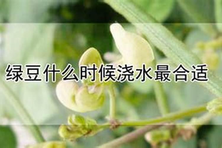 绿豆底肥放什么肥好(底肥施用方法)