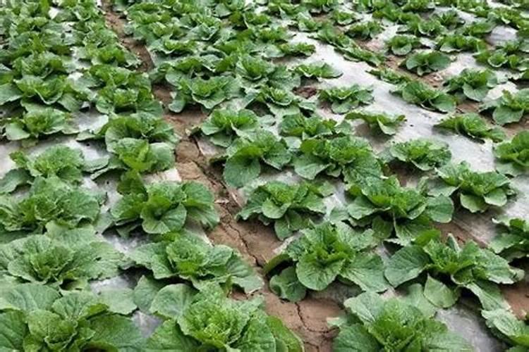 白菜定棵后怎样施肥和浇水