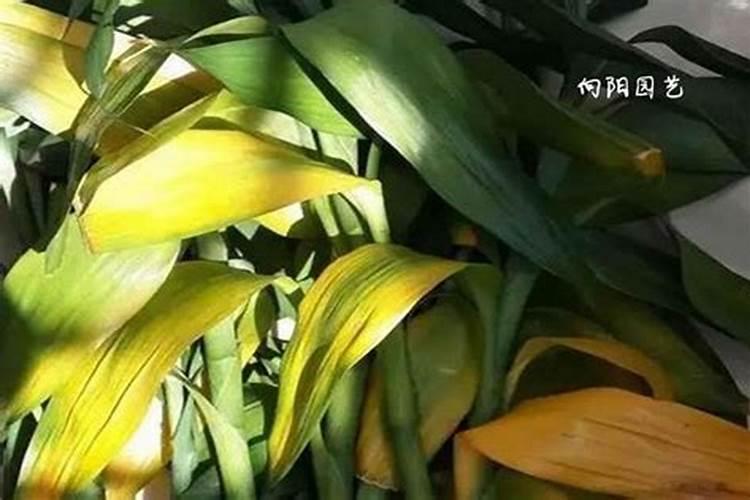 植物叶子发黄用什么肥,需及时的追施氮复合肥