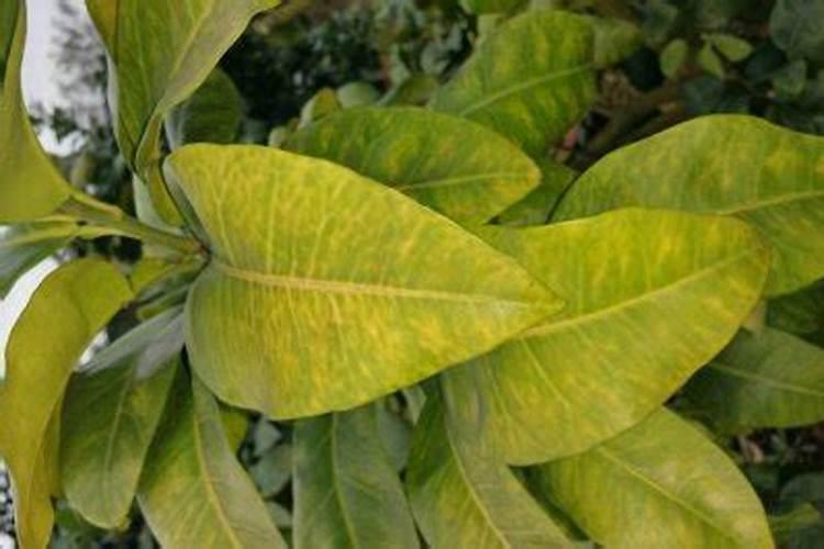 植物叶片发黄是缺什么肥料