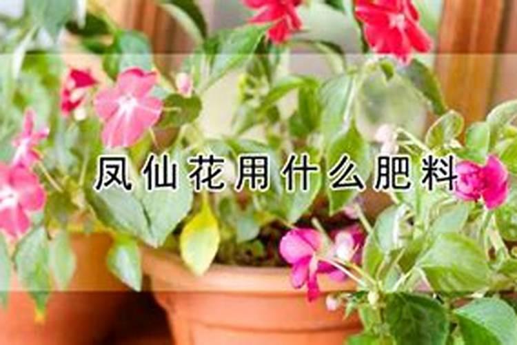 最好的兰花肥专用肥哪种最好