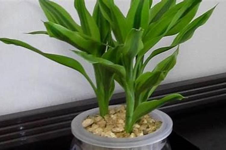 小麦田除草剂啶磺草胺可以与甲基二磺隆混用吗？
