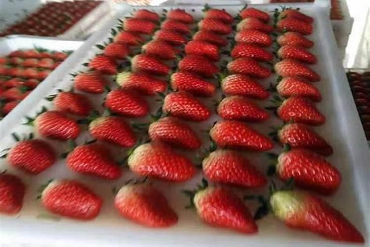 草莓施什么肥料较甜