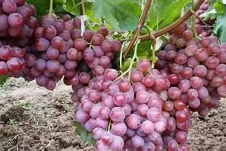 阳台种菜怎样施肥？盆栽蔬菜怎么施肥