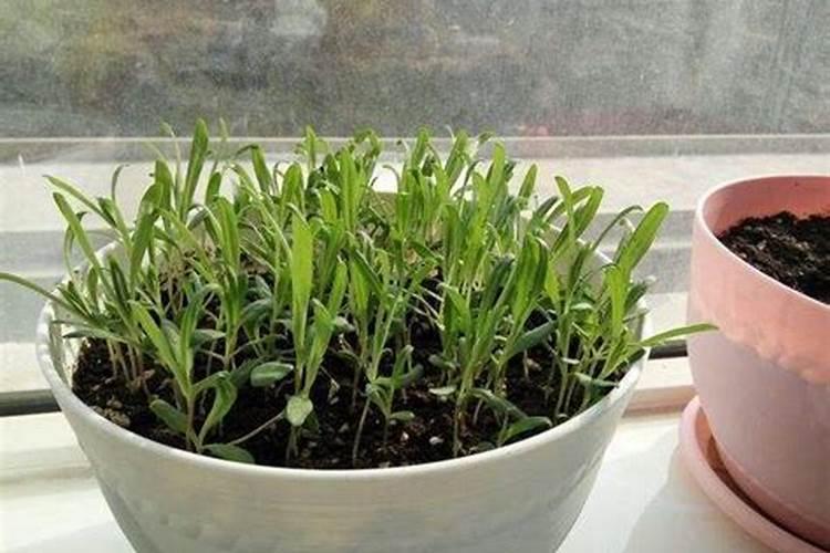石榴种植模式,都有哪些？