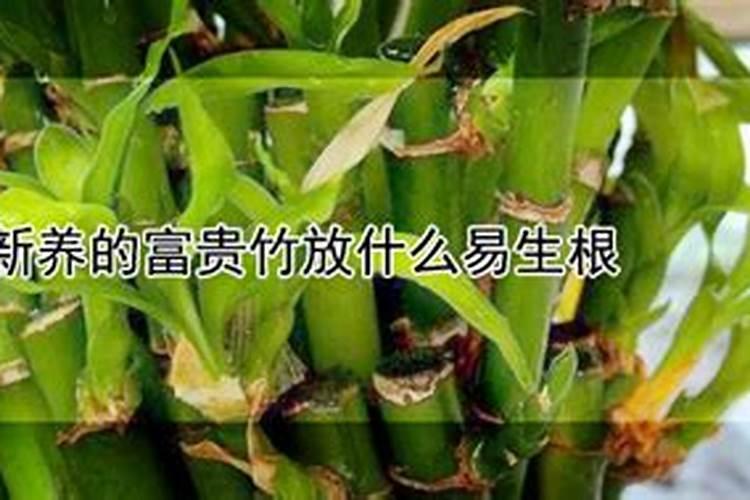 富贵竹用什么肥料
