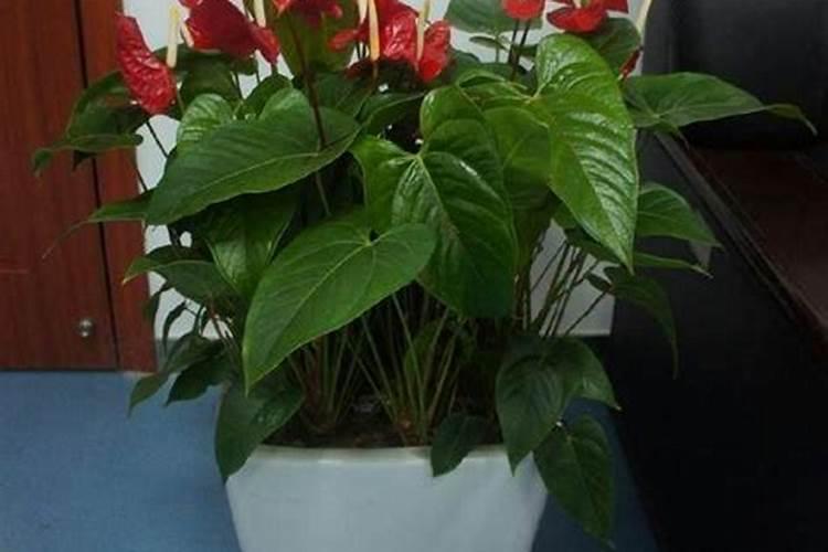 水培红掌怎样才能开花