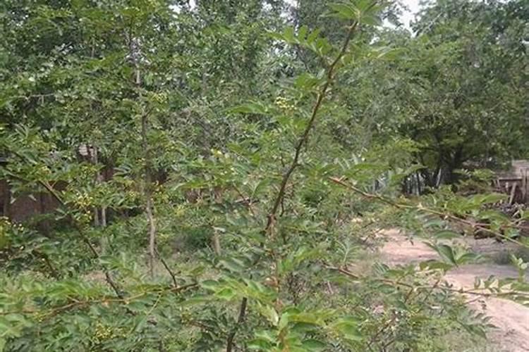 复合肥氮磷钾含量标准