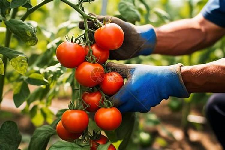 番茄挂果后的施肥方法