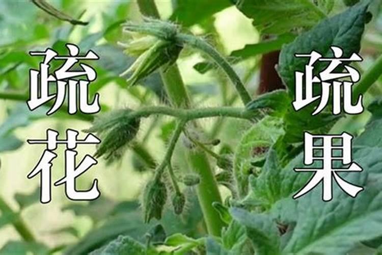 番茄坐果后怎样施肥？西红柿叶面肥喷施注意什么？