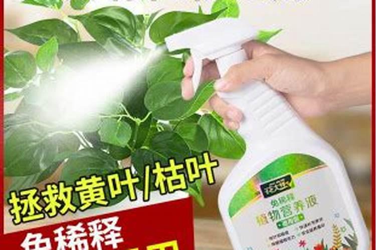 花卉叶面肥使用方法 叶面肥喷叶子正面还是背面