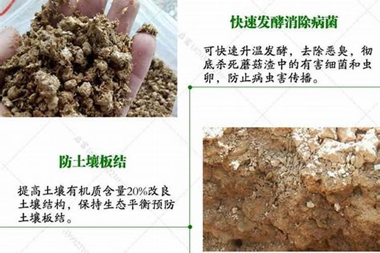 菌棒怎么养出蘑菇来,菌棒做有机肥效果怎么样