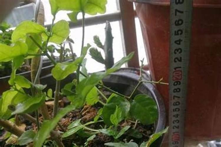 生姜什么时间撤掉遮阳棚生姜不用遮阳网有事吗