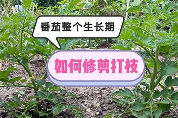 想要让西红柿提高产量,用什么肥料最合适？
