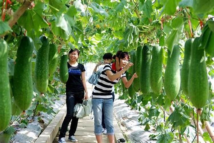 月季花夏季施什么肥好