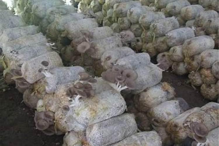 水溶肥的前十名水溶肥厂家有那些水溶肥的前十名