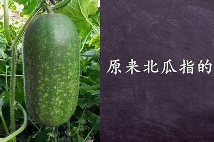 节瓜怎样种植产量高