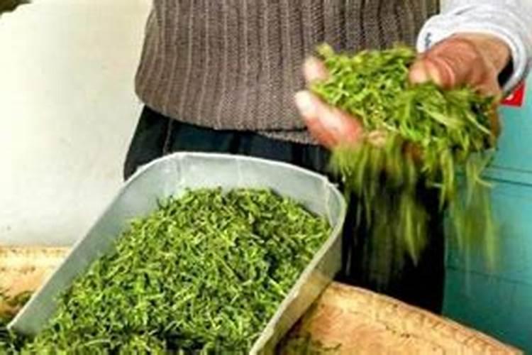 怎么种茶树
