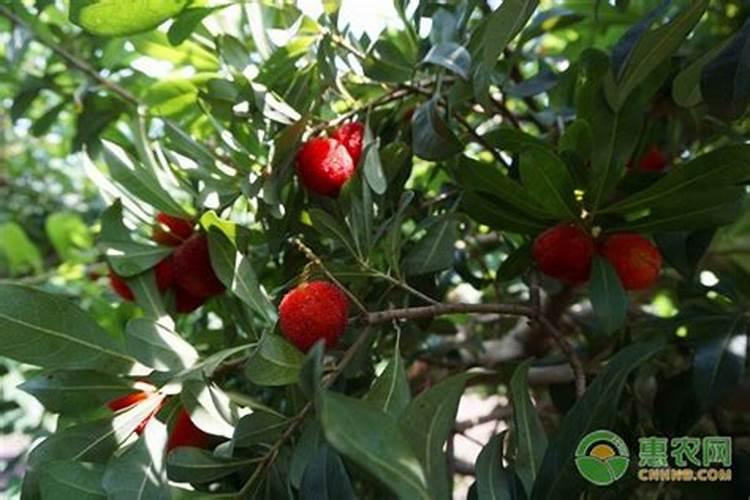 磷肥怎样使用才是正确 磷肥的使用方式
