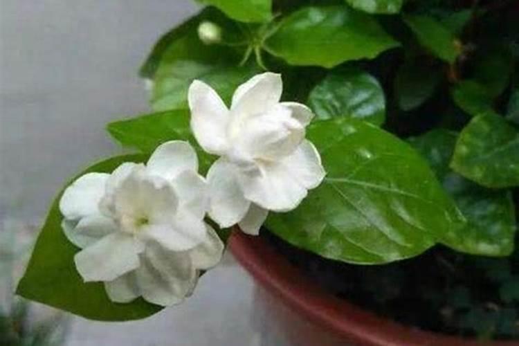 茉莉花四季怎么施肥