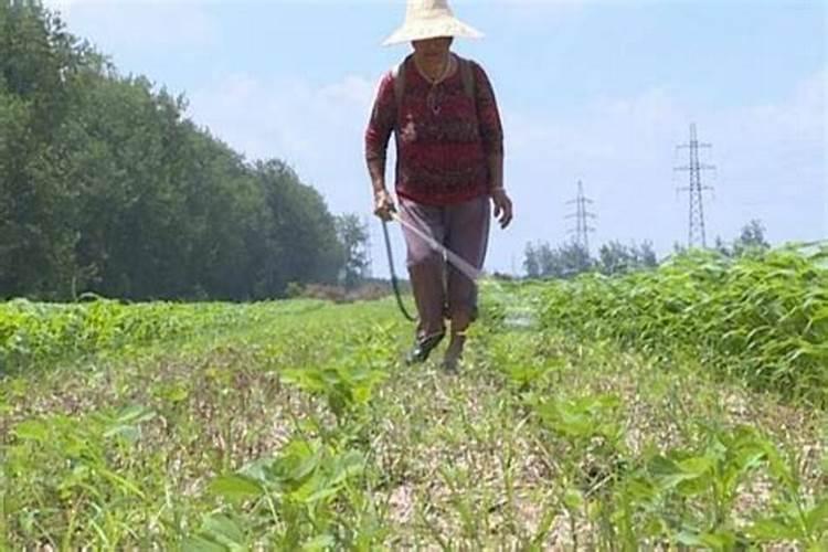 花椒叶面肥多久打好