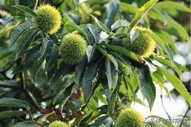 草莓怎么施肥好？