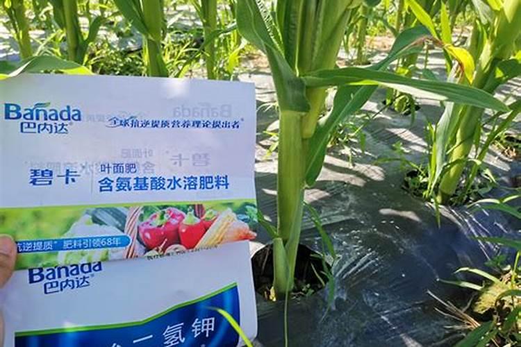 西红柿打什么叶面肥好