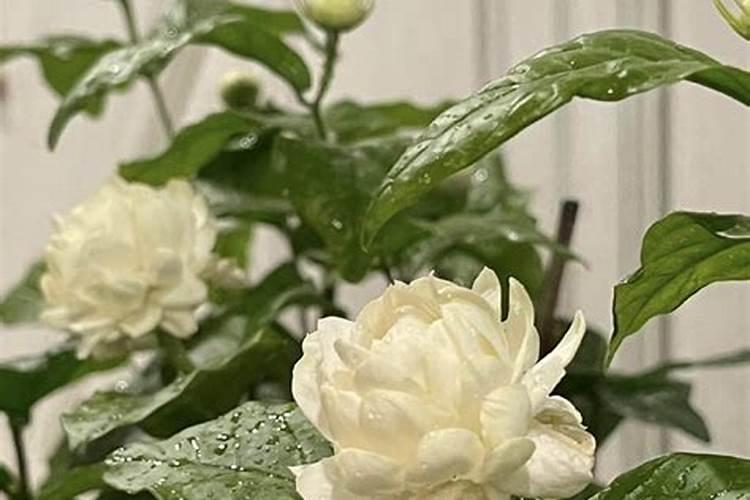 茉莉花怎么施肥施什么肥 茉莉花如何施肥