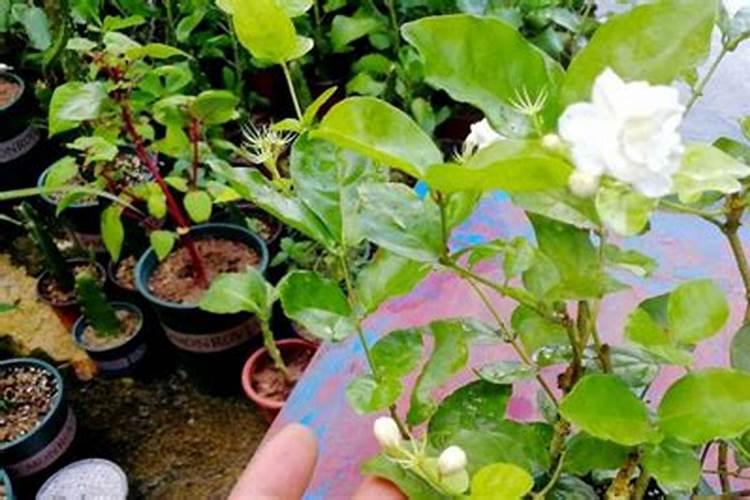 茉莉花花期可以喷洒叶面肥和防止虫害的药吗