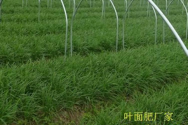 莴笋喷磷酸二氢钾叶面肥有什么效果