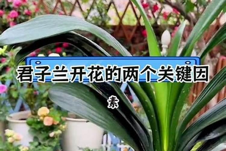 怎么才能保持树叶的绿色和光泽？