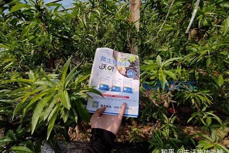 青椒多久浇水一次 青椒多长时间浇水一次