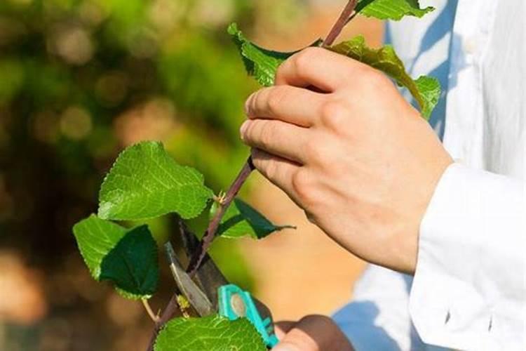 果树全年都使用水溶肥可以吗