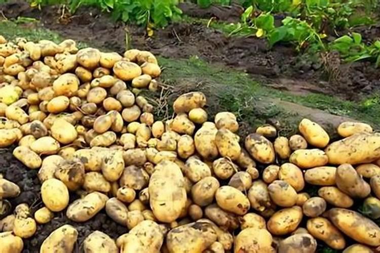 香樟树移植后怎么浇水？香樟移栽后浇水施肥方法