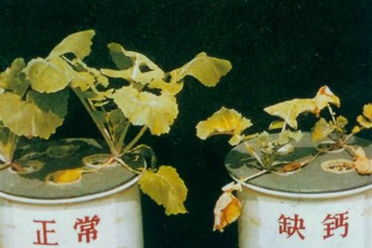 甲霜灵锰锌的使用方法