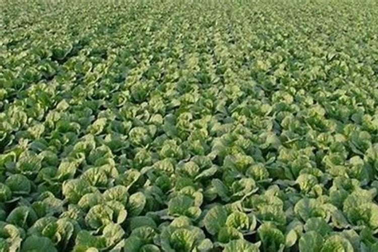 什么时候播油菜籽？