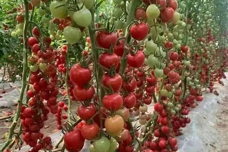 大棚西红柿定植后什么时候开始喷叶面肥？