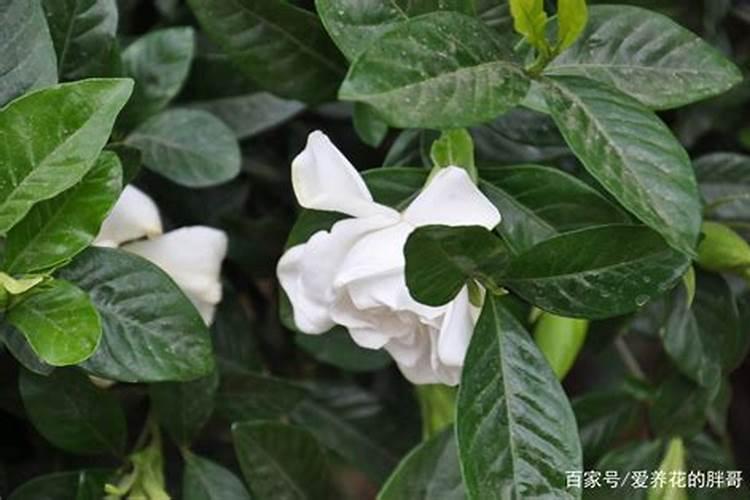 磷肥种菜的使用方法