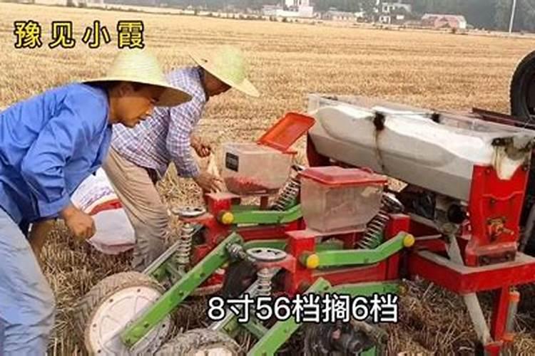 1000亩小麦的投入和收益？