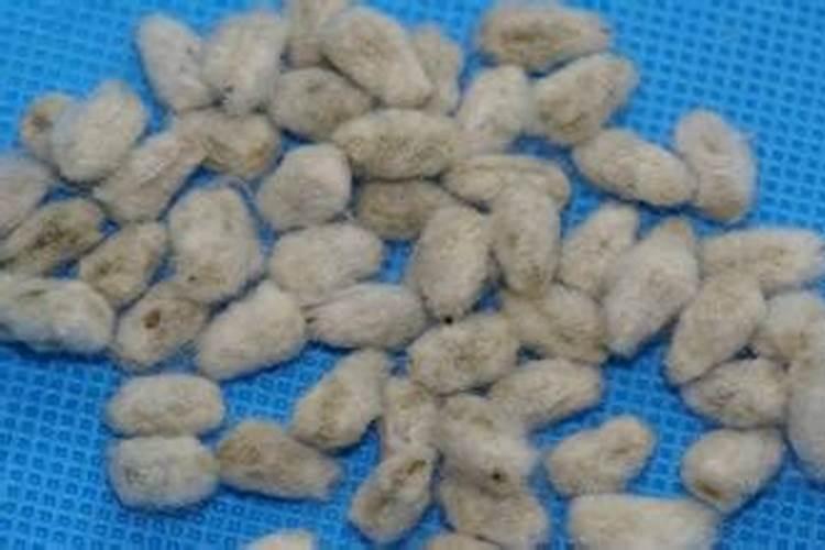 樱桃苗的栽培与管理